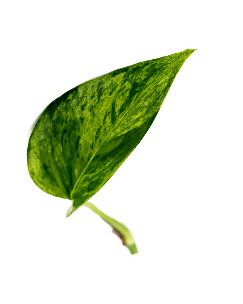 dracena warneckei pflege Dracaena fragrans 'Warneckei' D12 – Secret Garden Plant Shop main image 1