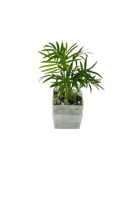 Bergpalme im Wandtopf