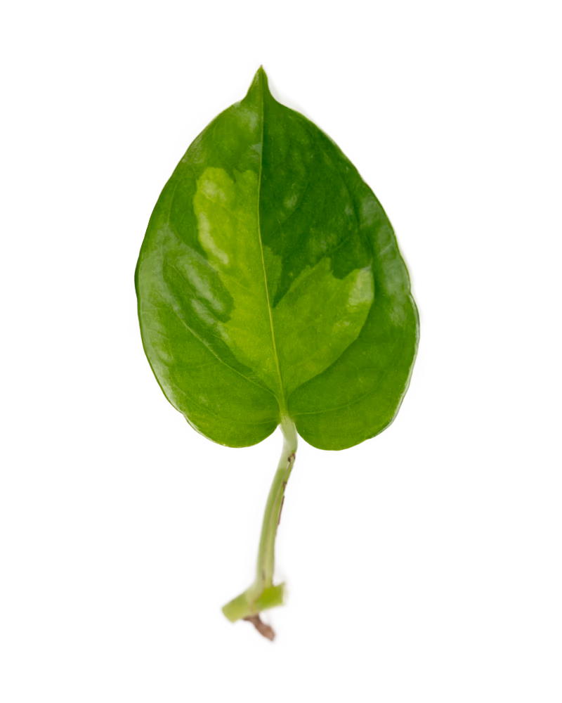 Grüner Pflanzenableger mit Wurzelansatz einer Efeutute Global Green-ideal für Pflanzen an der Wand