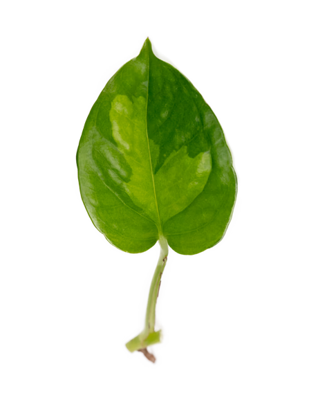 Grüner Pflanzenableger mit Wurzelansatz einer Efeutute Global Green-ideal für Pflanzen an der Wand