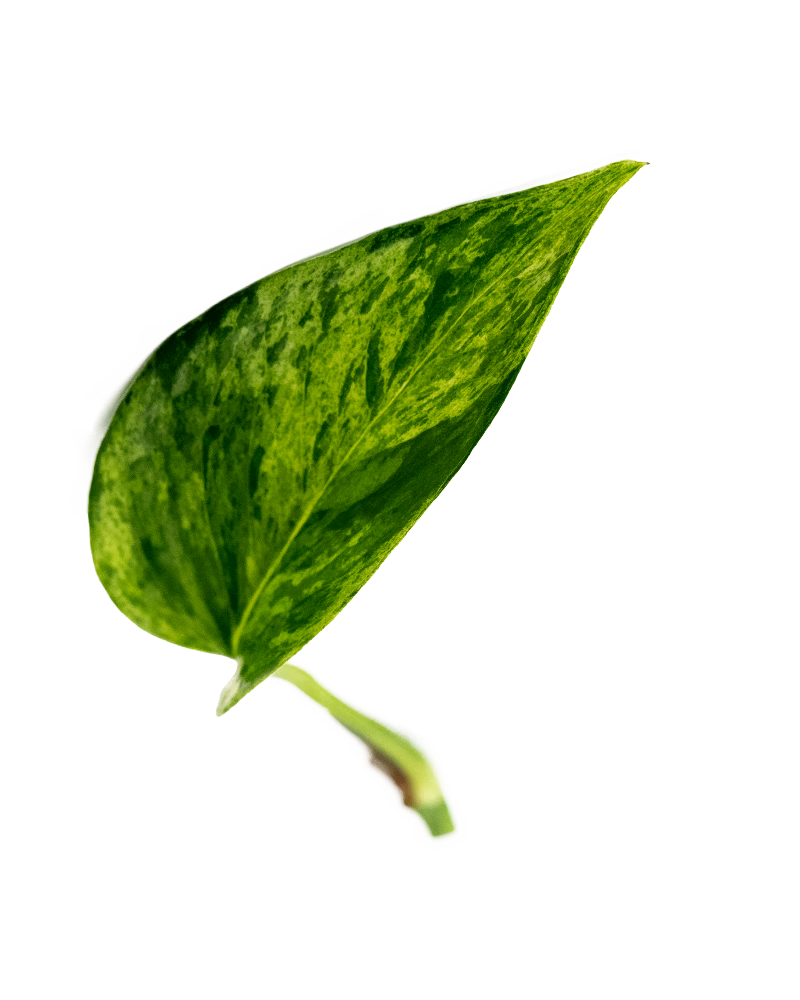 Hellgrün marmoriertes Blatt einer Efeutute Marble Queen – pflegeleichte Zimmerplanzen für Pflanzenwand innen