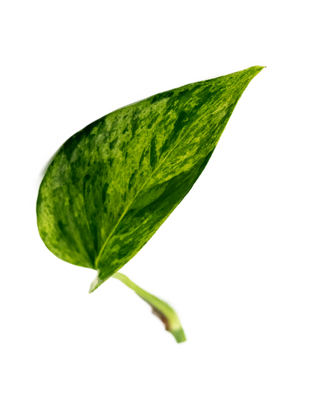 Hellgrün marmoriertes Blatt einer Efeutute Marble Queen – pflegeleichte Zimmerplanzen für Pflanzenwand innen