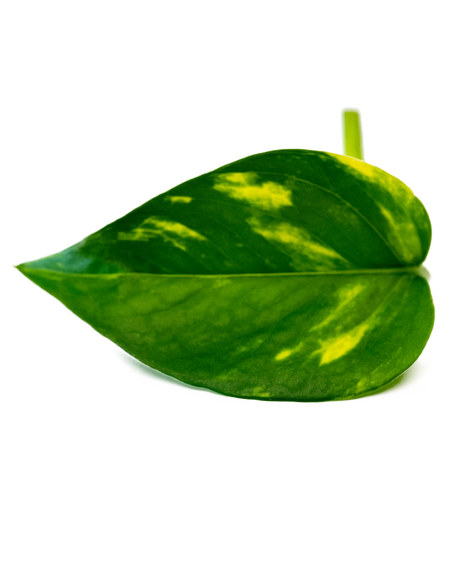 Goldene Efeutute – modernes Blattmuster in leuchtenden Grüntönen, perfekt für stilvolle Wandbegrünung.