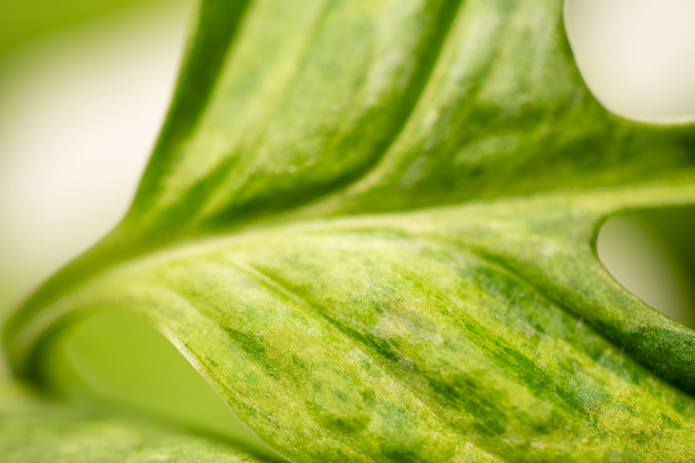 Nahaufnahme einer Monstera adansonii mit grünen, gelochten Blättern – Detail einer Zimmerpflanze