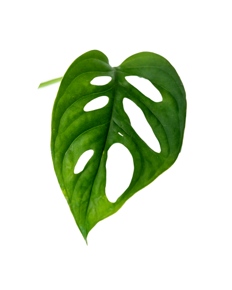 Monstera adansonii Ableger – pflegeleichte Zimmerpflanze mit gelochten Blättern, ideal für Kletterpflanzen- und Urban-Jungle-Dekor.
