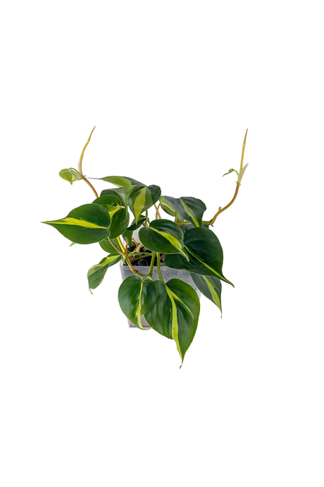 Bepflanzter vertical pot