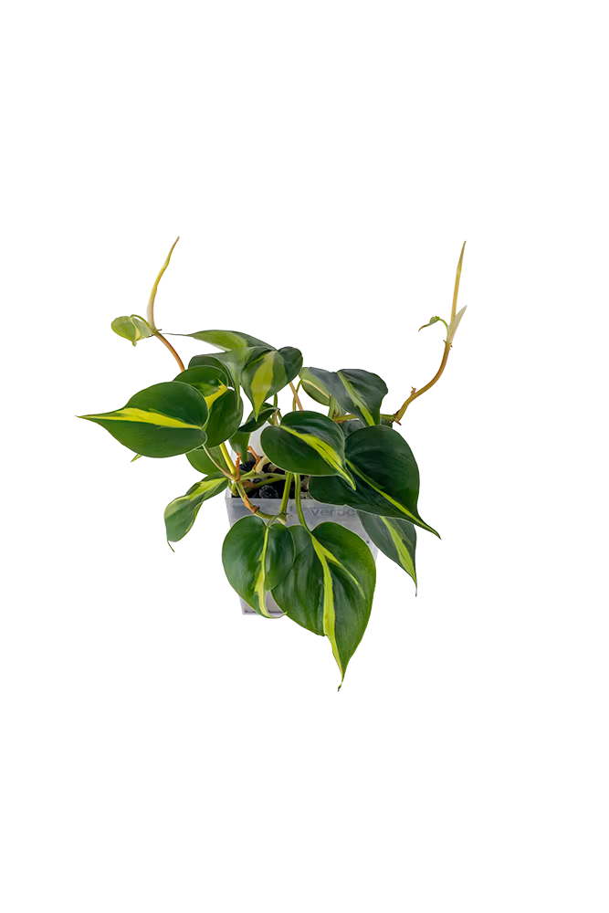 Bepflanzter vertical pot