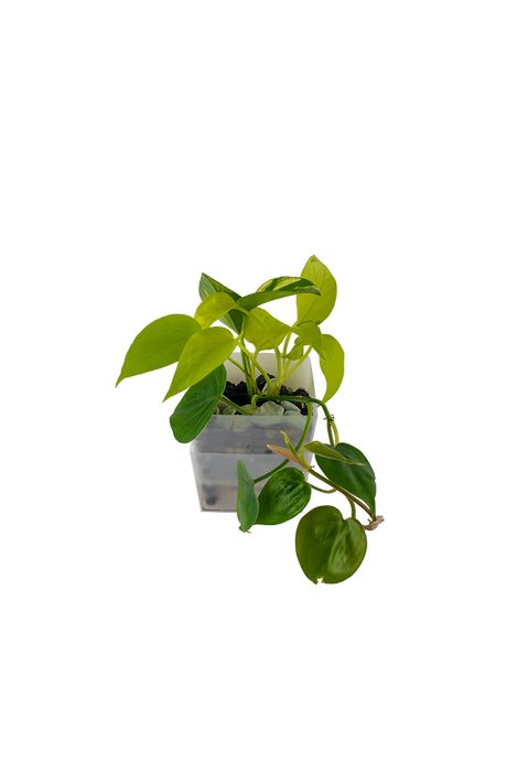 Bepflanzter vertical pot