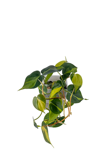 Bepflanzter vertical pot