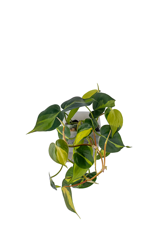 Bepflanzter vertical pot