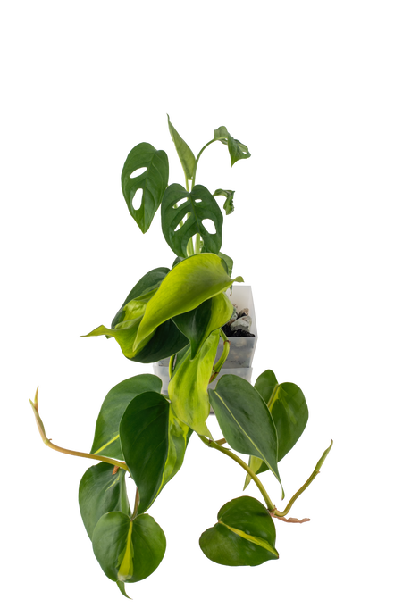 Bepflanzter vertical pot