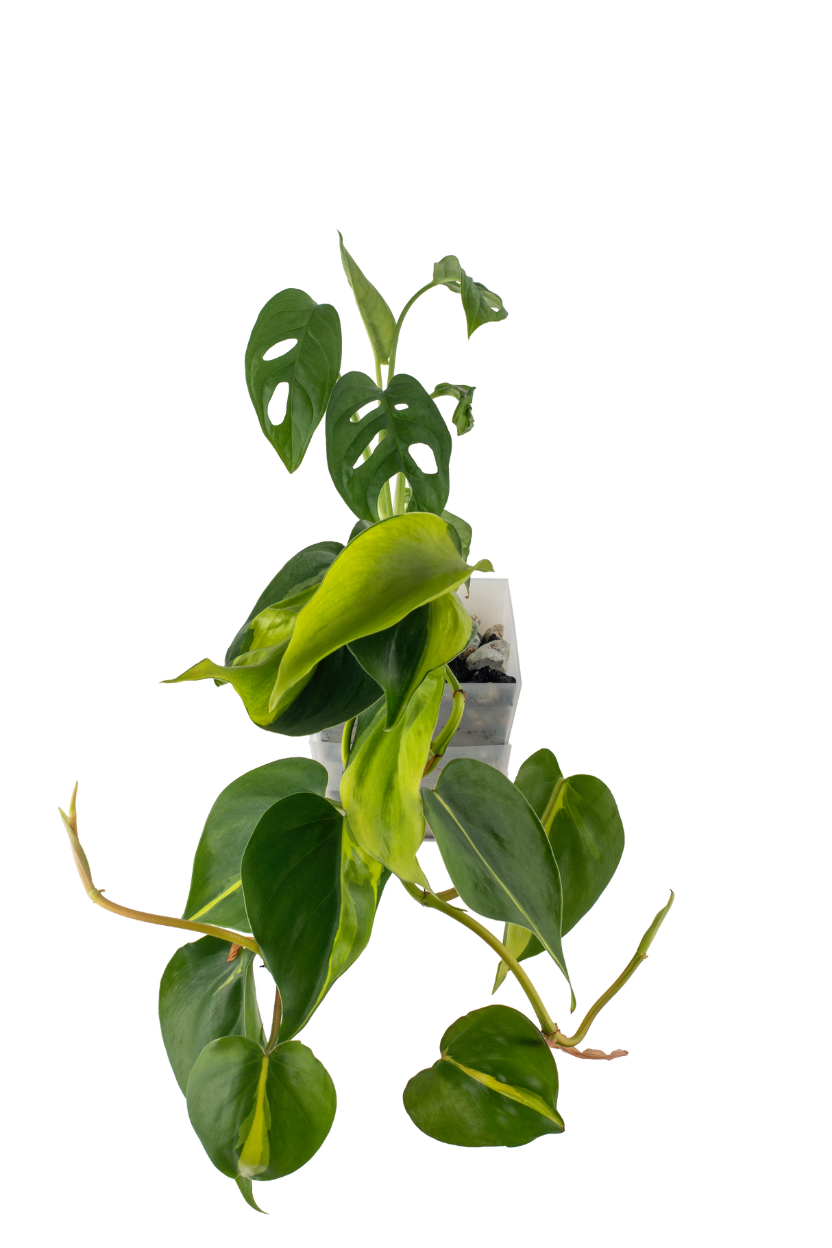 Bepflanzter vertical pot