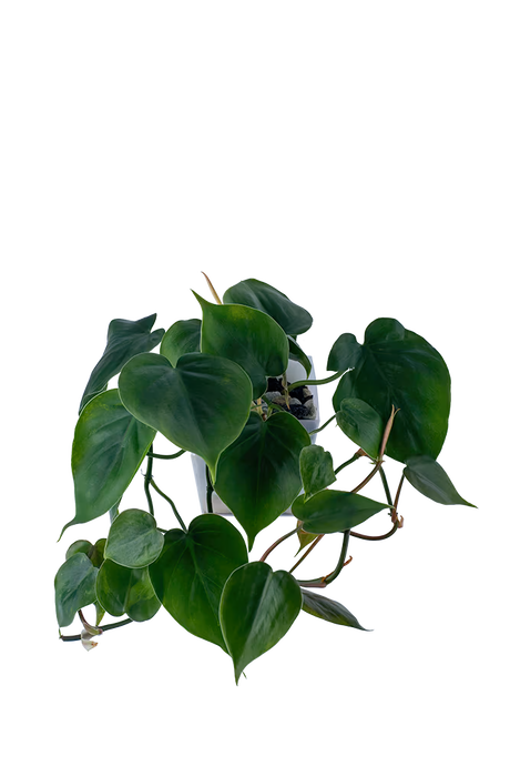 Bepflanzter vertical pot