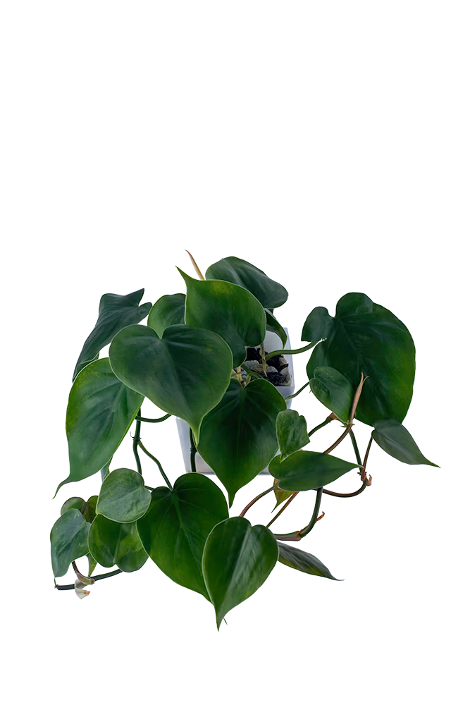 Bepflanzter vertical pot