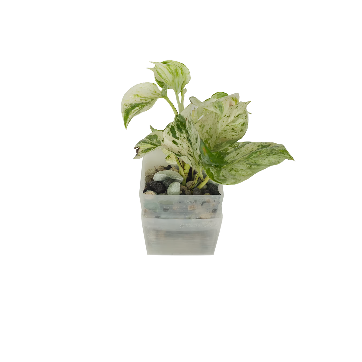 efeutute happy leaf standort Efeutute Happy Leaf – vertical