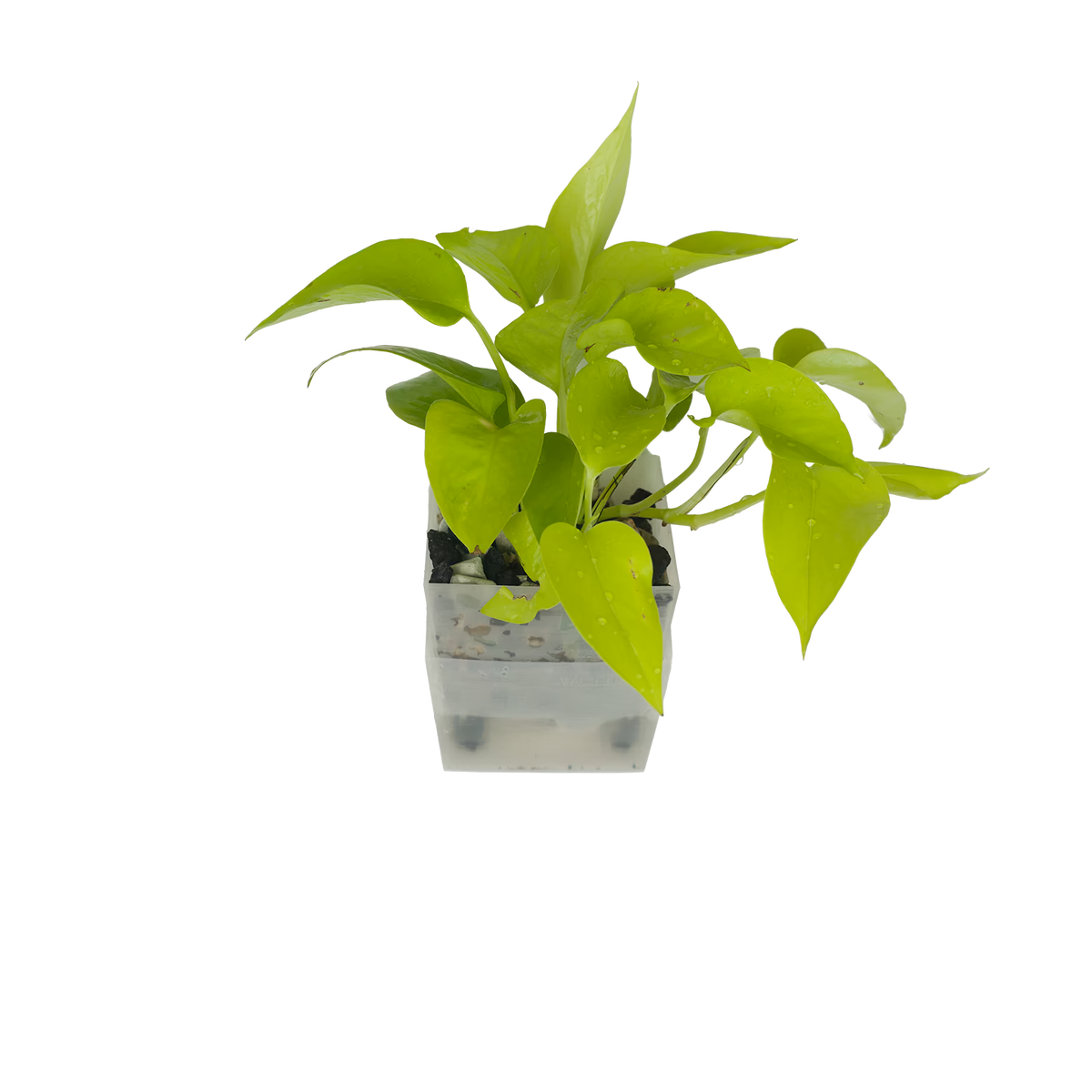 Efeutute Neon – vertical
