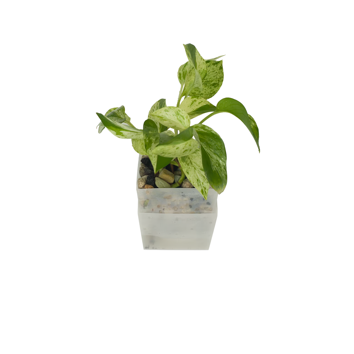 efeutute marble queen standort Efeutute Marble Queen – vertical