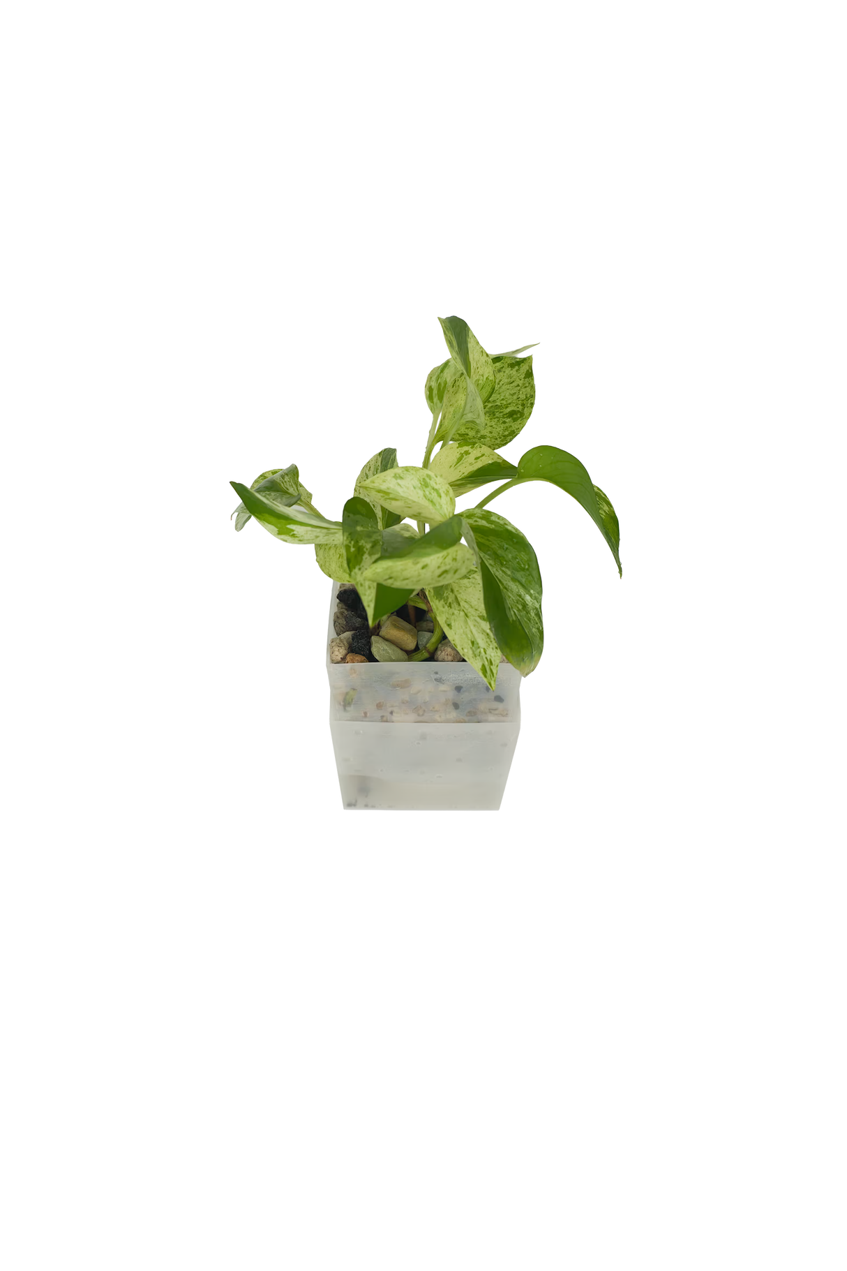 Efeutute Marble Queen