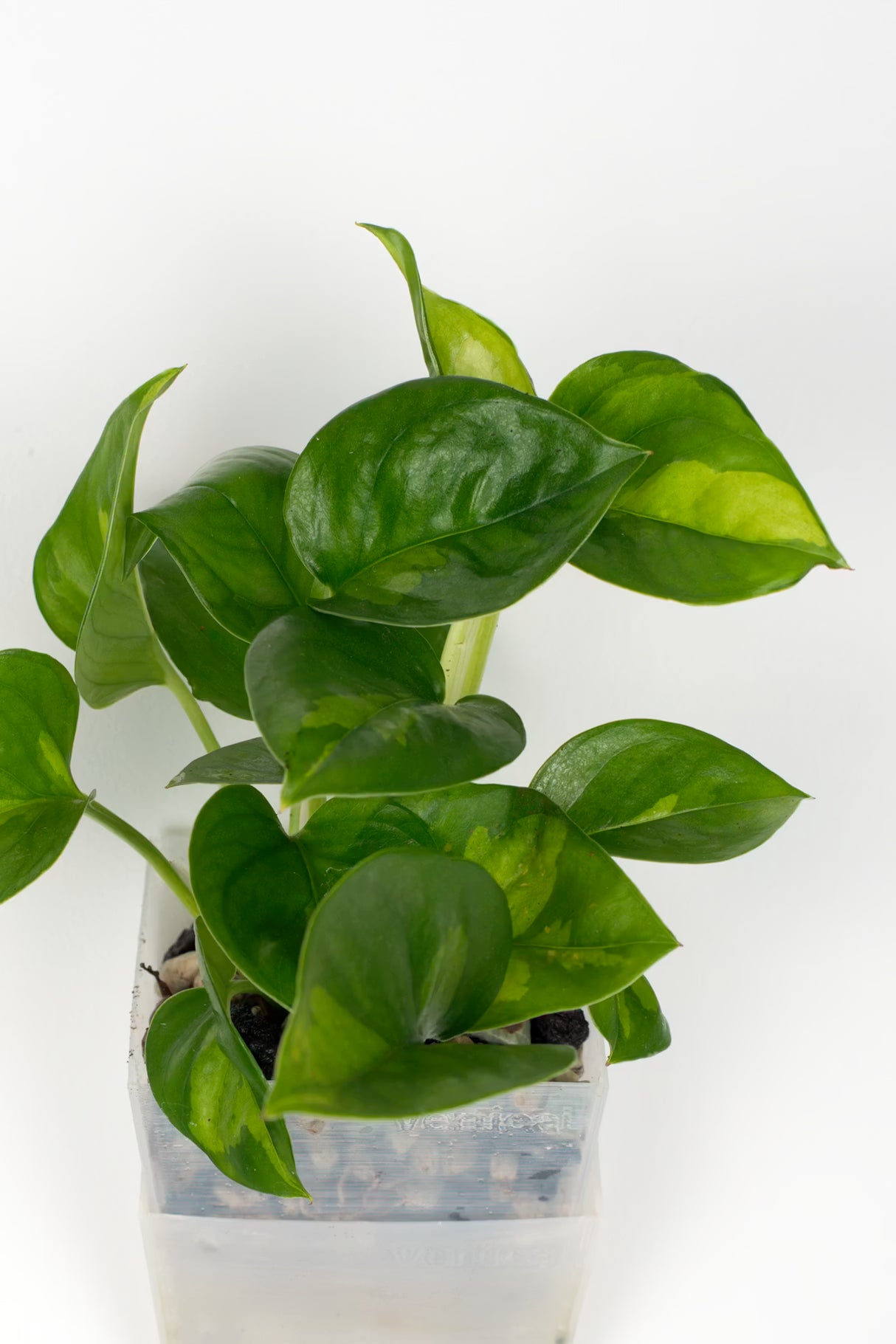 Efeutute Global Green
