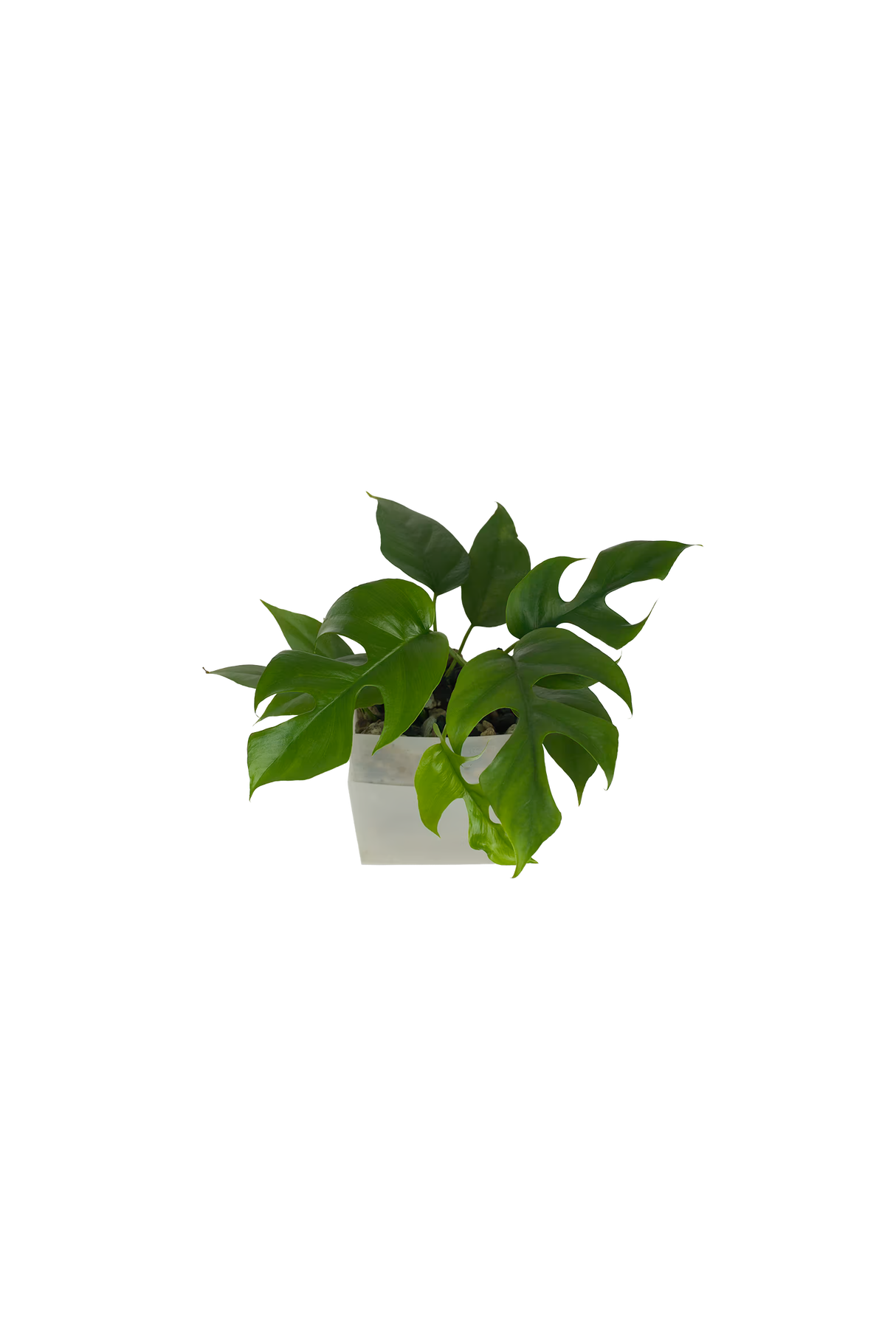 Monstera Minima