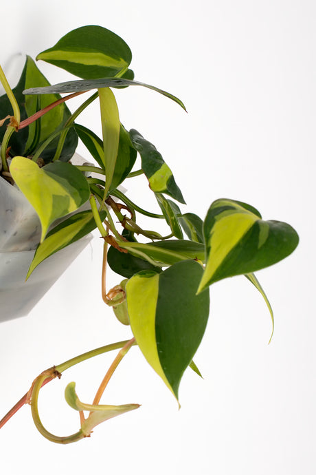 Philodendron Brasil
