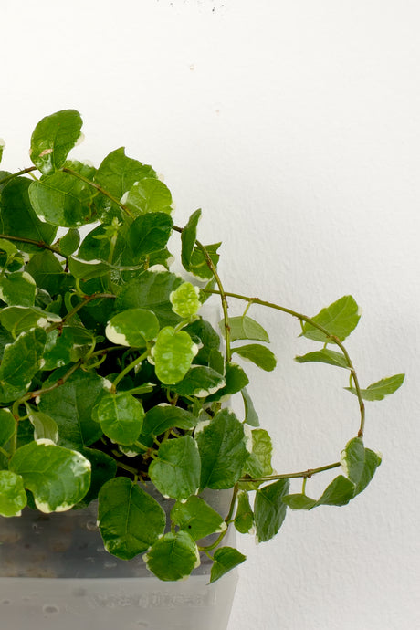 Ficus Pumila Variegata