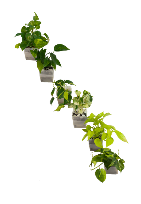 6er-Set pot