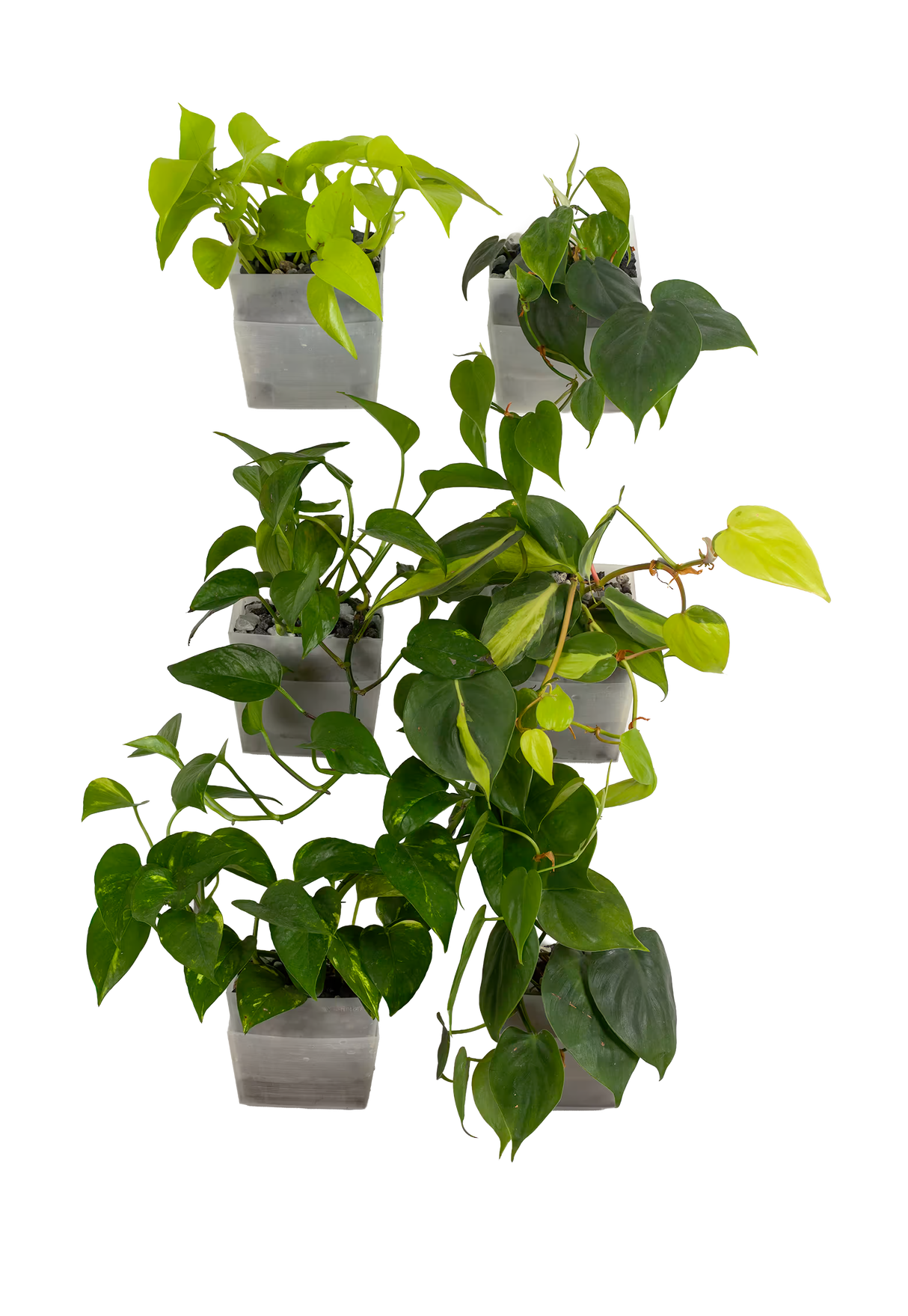 6er-Set pot
