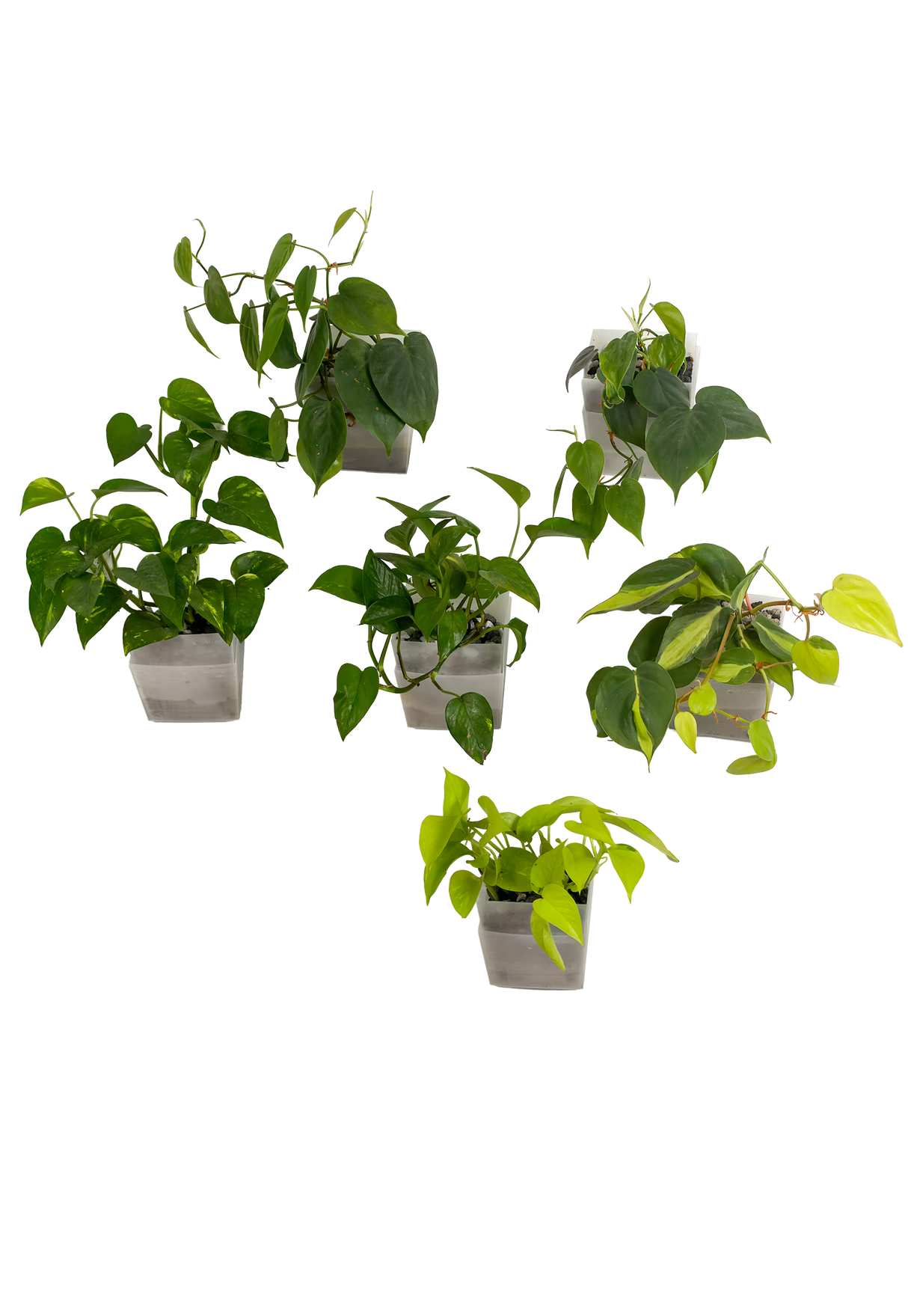 6er-Set pot