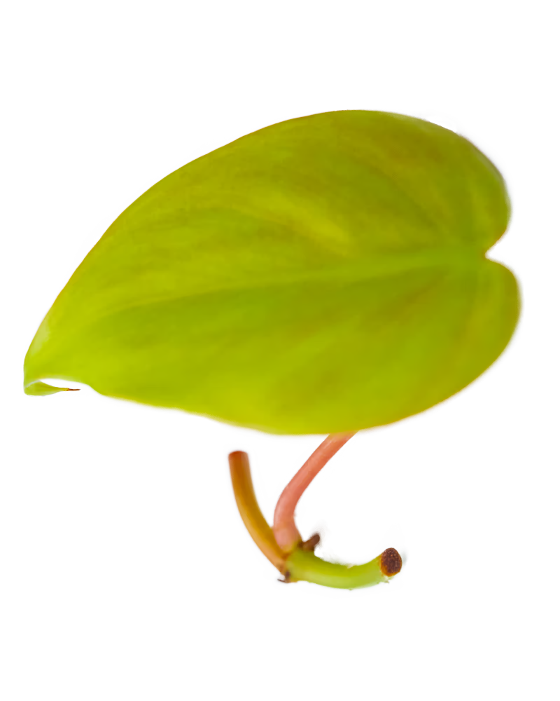Ableger eines Philodendron Lemon Lime mit leuchtend gelbgrünem Blatt und rosafarbenem Stiel – farbenfrohe Zimmerpflanze im Urban Jungle Stil.