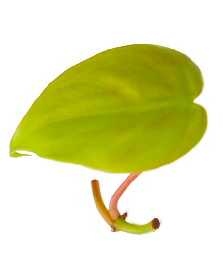 Ableger eines Philodendron Lemon Lime mit leuchtend gelbgrünem Blatt und rosafarbenem Stiel – farbenfrohe Zimmerpflanze im Urban Jungle Stil.