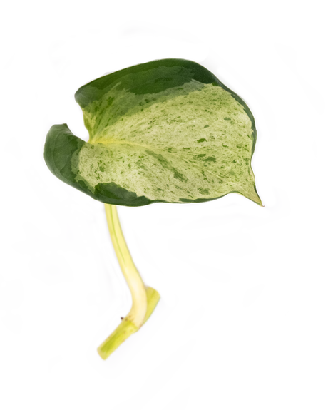 Ableger einer Efeutute Happy Leaf mit hellgrün-weiß gemustertem Blatt und kurzem Trieb – dekorative Zimmerpflanze für den Urban Jungle Look