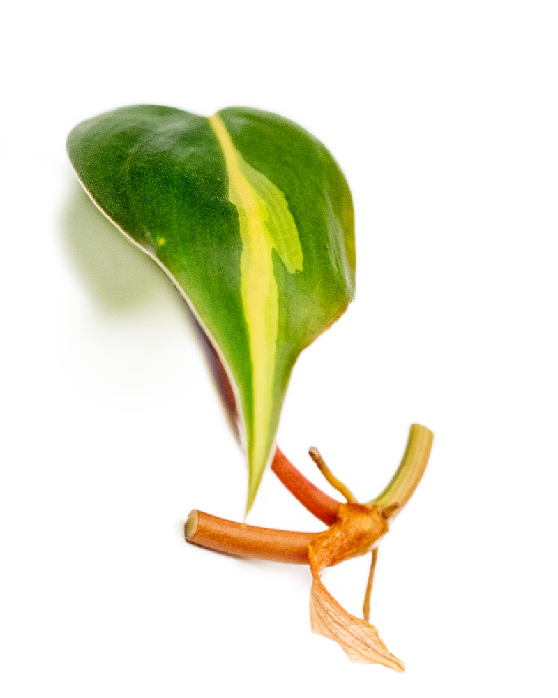 Ableger eines Philodendron Brasil mit herzförmigem, grün-gelb gemustertem Blatt und rötlichem Trieb – tropische Zimmerpflanze für den Urban Jungle Look