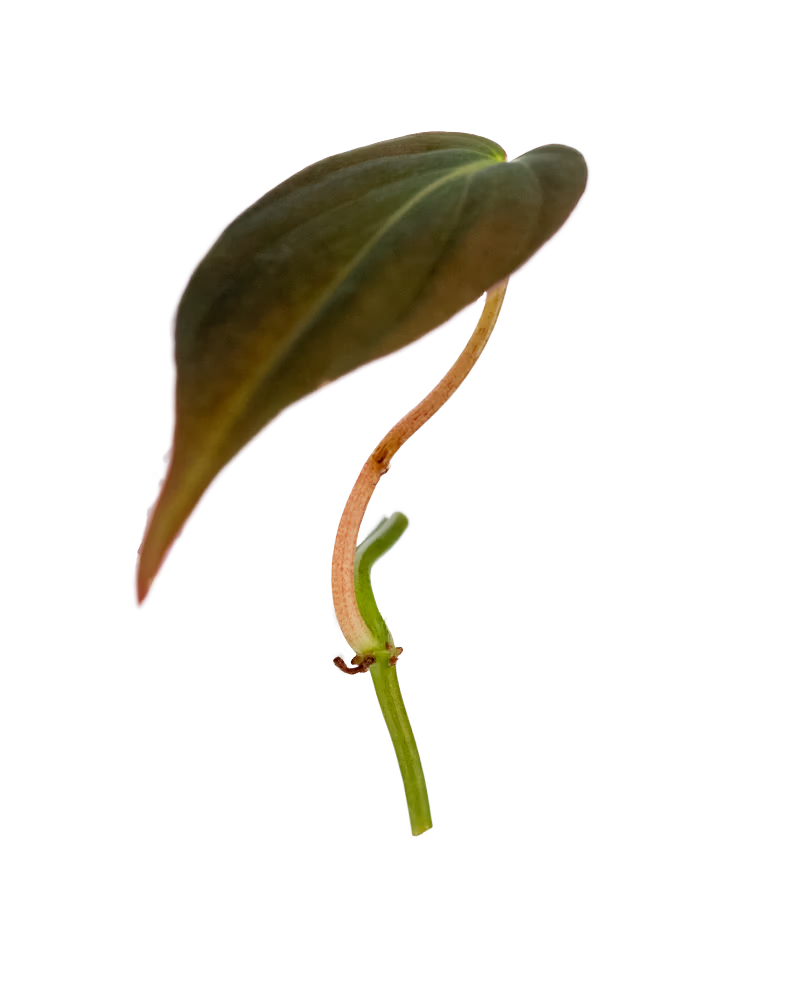 Philodendron Micans Pflanzenableger mit samtig dunkelgrünem Blatt und rötlichem Trieb – elegante Zimmerpflanze für den Urban Jungle Look.