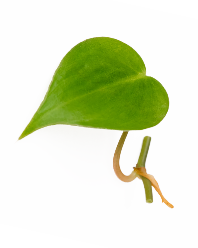 Philodendron Scandens Ableger mit herzförmigem grünen Blatt und sichtbarem Wurzelansatz – pflegeleichte Zimmerpflanze und ideal für Wandbegrünung