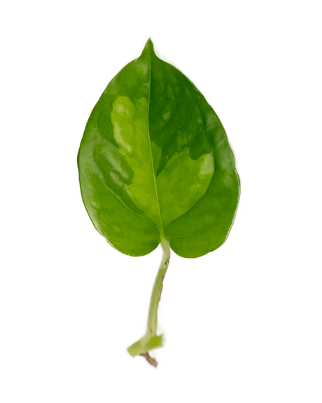 Ableger Efeutute Global Green - vertical