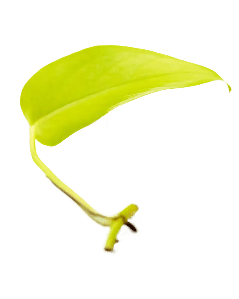 Ableger Efeutute Neon - vertical