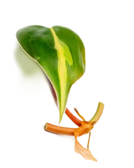 Ableger Philodendron Brasil - vertical