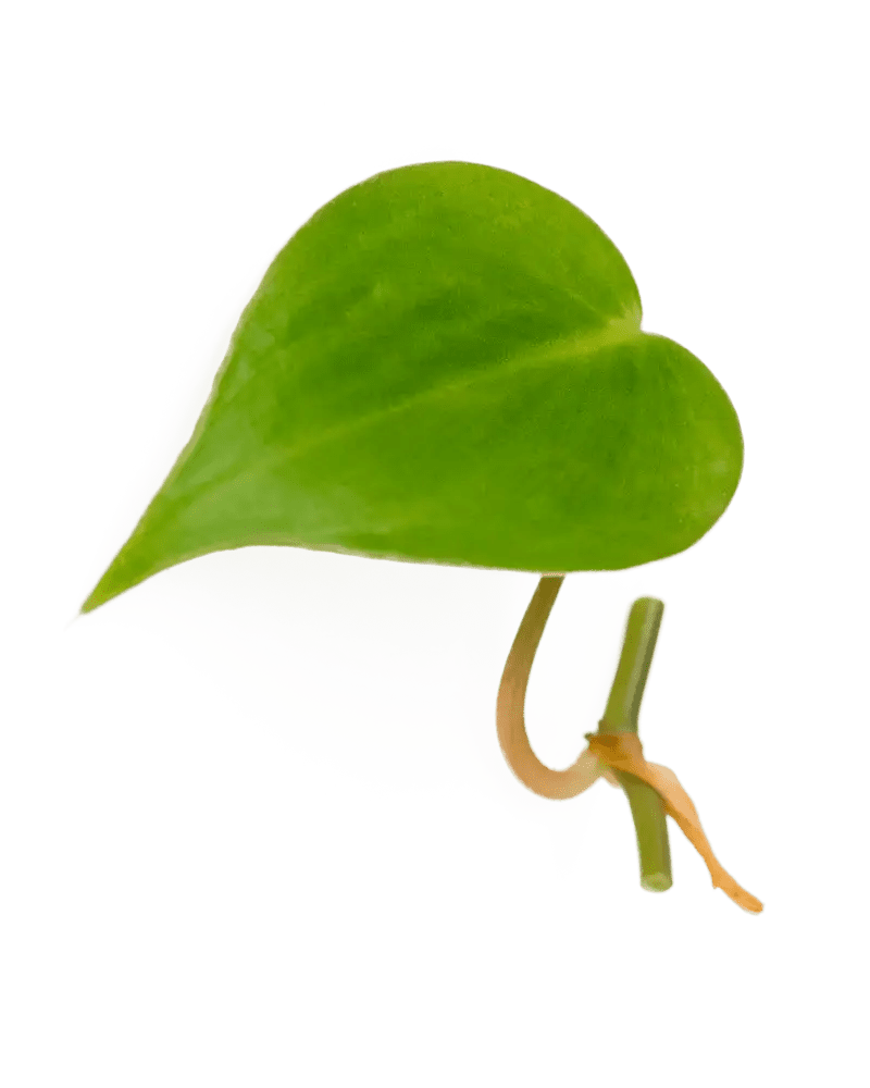 Ableger Philodendron scandes - vertical