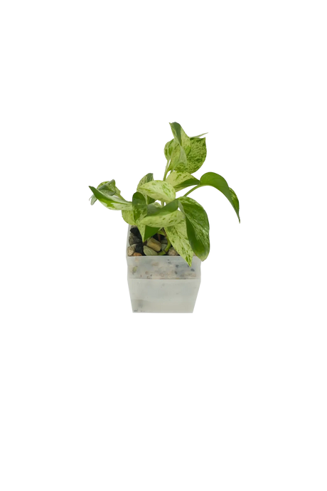 Efeutute Marble Queen im Wandtopf