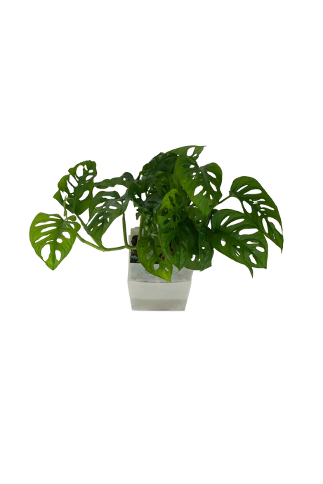 Monstera adansonii - vertical