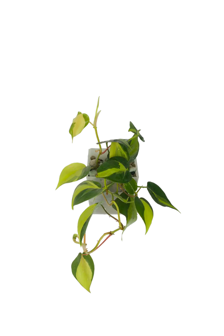 Philodendron Brasil im Wandtopf