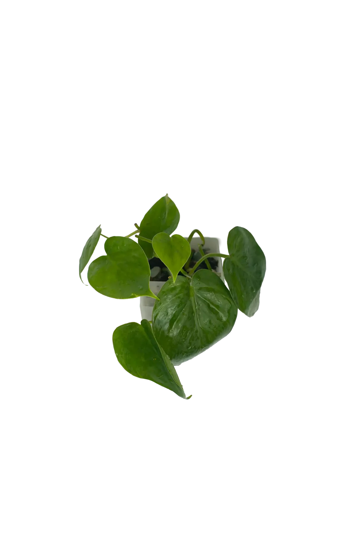 Philodendron scandes (Baumfreund) im Wandtopf