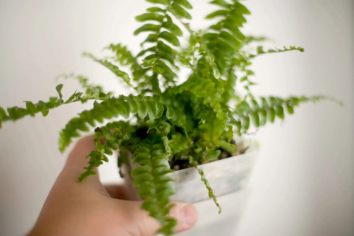 vertical pot - vertical