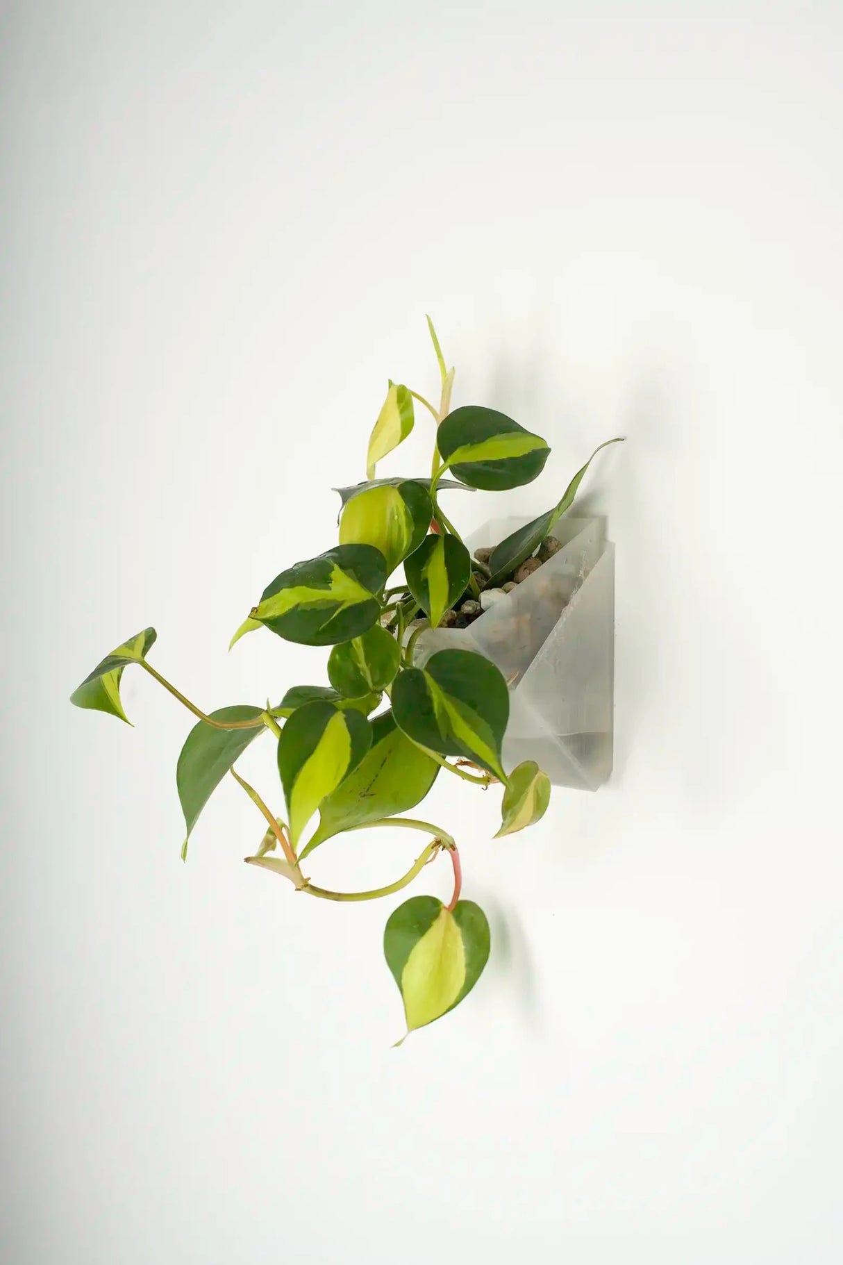 vertical pot - vertical