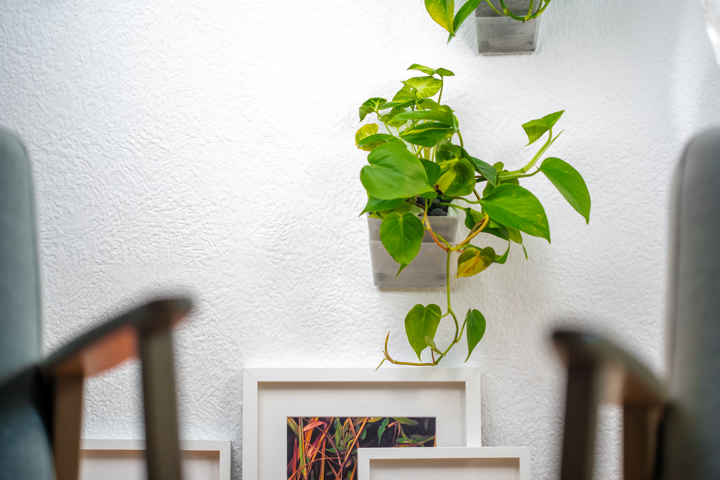 Grüne Zimmerpflanze im transparenten vertical pot Wandtopf über weißen Bilderrahmen an heller Wand – moderne Wandbegrünung im Wohnraum