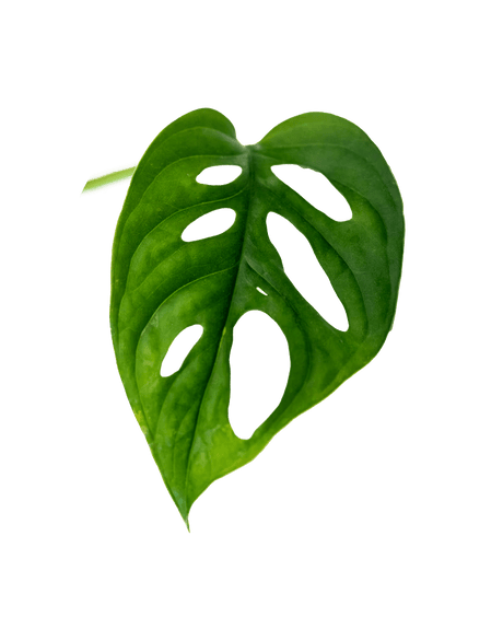 Monstera Ableger - vertical