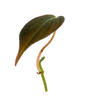 Philodendron Micans Pflanzenableger mit samtig dunkelgrünem Blatt und rötlichem Trieb – pflegeleichte Zimmerpflanzen