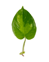 Grüner Pflanzenableger mit Wurzelansatz einer Efeutute Global Green-ideal für Pflanzen an der Wand