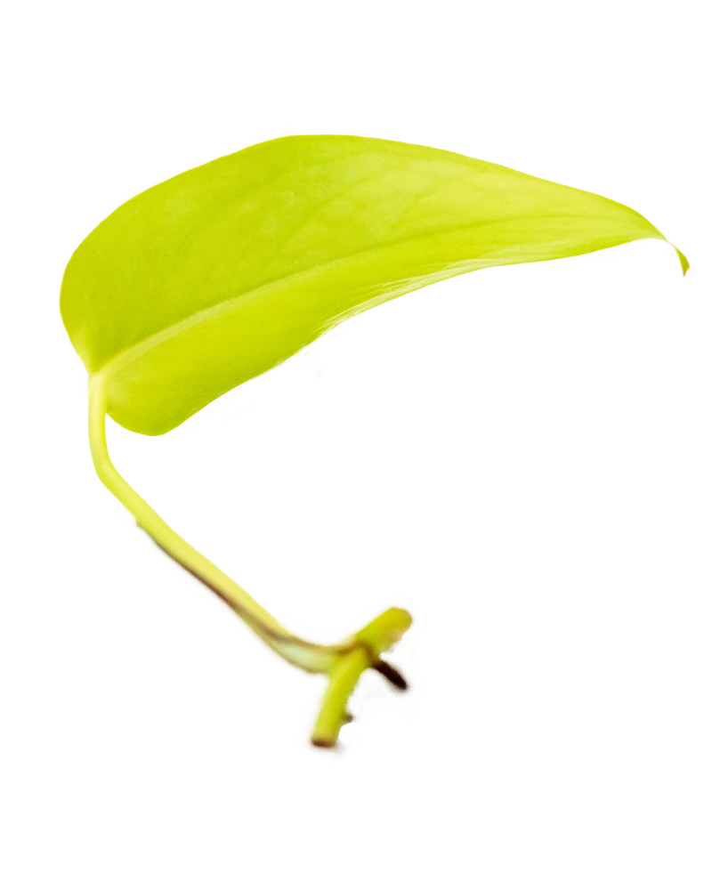 Leuchtend gelbgrüner Ableger einer Efeutute Neon mit jungem Trieb – pflegeleichte Zimmerpflanzen für Wandbegrünung